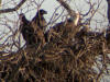 Eaglets